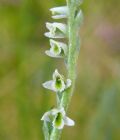 Spiranthes spiralis